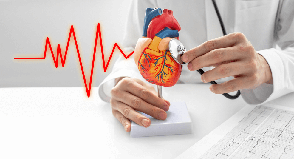 Cardiovascular System